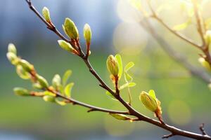 AI generated Nature background with willow twig and swollen buds photo