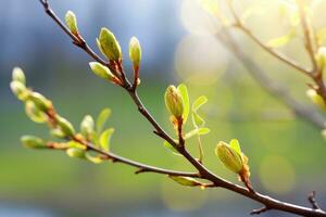 AI generated Nature background with willow twig and swollen buds photo