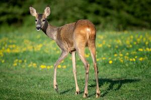 Roe deer in grass, Capreolus capreolus. Wild roe deer in spring nature. photo