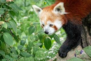 Red panda on the tree. Cute panda bear in forest habitat. photo