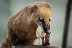 South american coati caught the chick photo