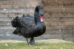 Profile of the black swan. Beautiful west australian black swan. photo