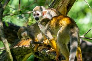 Common squirrel monkey on tree in the nature. Wildlife animals. photo