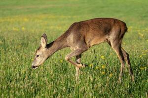 corzo en hierba, capreolus capreolus. corzo salvaje en la naturaleza primaveral. foto