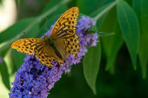 Silver-washed Fritillary or Argynnis paphia sitting on butterfly bushes photo