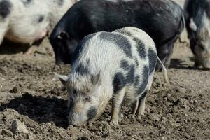 cerdito a un orgánico granja foto