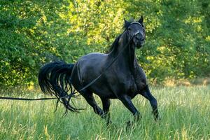 Black Friesian horse runs gallop in grass. Friesian horse running on halter. photo