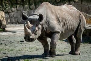 oriental negro rinoceronte foto