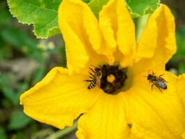 Flower of zucchini with bees. Pollination of flowers. Growing zucchini on a vegetable garden. photo
