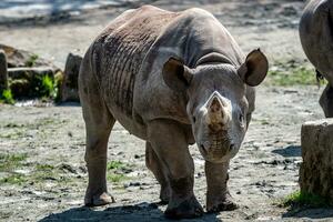 Young eastern black rhinoceros photo