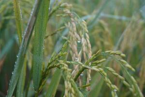 The green and yellow ears of Rice grains before harvest rice fields in Bangladesh. photo