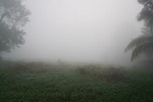 el humedecido serrín condiciones en el Mañana. niebla sendero en el pueblo Mañana niebla. foto