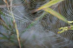 water drops Spider Web Covered with Sparkling Dew Drops. Spider web covered with frost rice field. photo