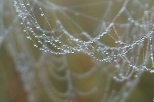 water drops Spider Web Covered with Sparkling Dew Drops. Spider web covered with frost rice field. photo