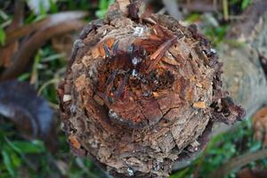 top view From the freshly sawn tree there was only a stump in the forest background. photo