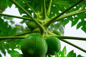 Delicious green raw papayas hanging on papaya tree background. photo