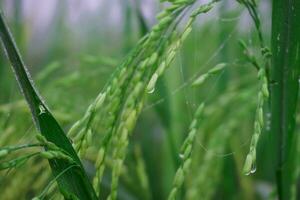 el verde y amarillo orejas de arroz granos antes de cosecha arroz campos en bangladesh foto