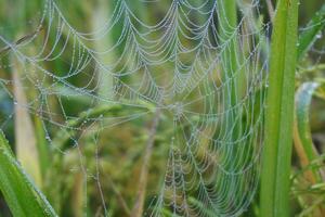 agua gotas araña web cubierto con espumoso Rocío gotas. araña web cubierto con escarcha arroz campo. foto