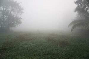 The moistened sawdust conditions in the morning. fog trail in the village morning fog. photo