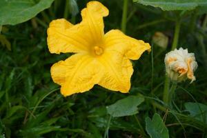 beautiful blooming pumpkin flower in vegetable farm. photo