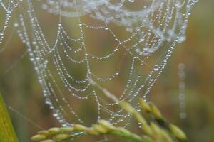 water drops Spider Web Covered with Sparkling Dew Drops. Spider web covered with frost rice field. photo