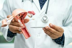 Uterus, doctor holding anatomy model for study diagnosis and treatment in hospital. photo