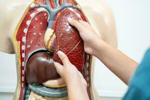 estudiante Adolescente aprendizaje anatomía biología con humano cuerpo modelo en salón de clases a alto escuela. foto