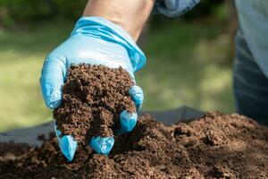 Gardener woman holding peat moss organic matter improve soil for agriculture organic plant growing, ecology concept. photo