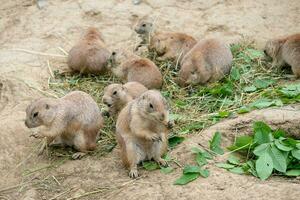 Prairie dogs sit and nibble the leaves from twigs photo