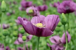 Purple poppy blossoms in a field. Poppies, agricultural crop. photo