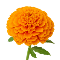 AI generated Beautiful flower photo. png