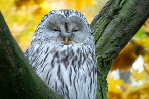 Ural Owl, Strix uralensis, sitting on tree branch in autumn forest photo