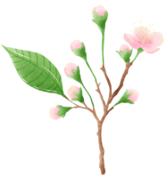 acquerello ramo albero ciliegia fiorire mano disegnato illustrazione estate le foglie rosa fiore primavera png