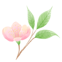 aguarela ramo árvore cereja Flor mão desenhado ilustração verão folhas Rosa flor Primavera png