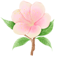 aguarela ramo árvore cereja Flor mão desenhado ilustração verão folhas Rosa flor Primavera png