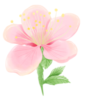 vattenfärg gren träd körsbär blomma hand dragen illustration sommar löv rosa blomma vår png