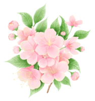 Watercolor hand drawn illustration of Cherry blossom bouquet sakura spring flowers blooming with lush leaves png