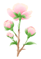 Watercolor branch tree cherry blossom hand drawn illustration summer leaves pink flower spring png