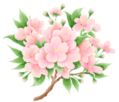 Watercolor hand drawn illustration of Cherry blossom bouquet sakura spring flowers blooming with lush leaves png