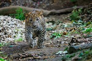 Sri Lankan leopard cub, Panthera pardus kotiya photo