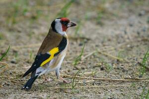 European Goldfinch, Carduelis carduelis photo