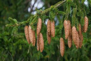 Green spruce branches with needles and many cones. Many cones on spruce. photo