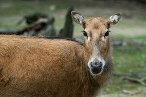 Pere David's deer, also known as the milu. photo