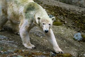 polar oso en un rock foto