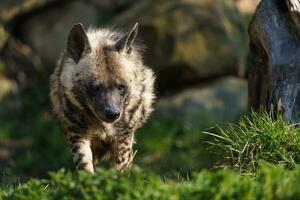 Striped hyena, Hyaena hyaena sultana photo