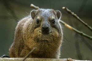 Portrait of rock hyrax, Procavia capensis photo