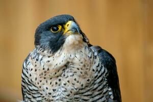 The peregrine falcon bird of prey portrait. photo