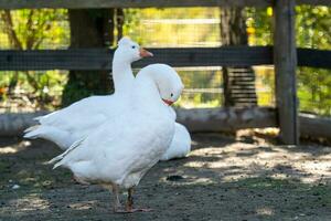 Group of white domestic geese on the farm photo