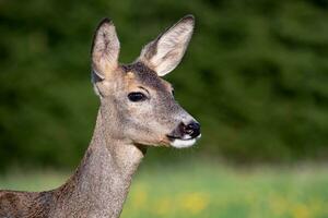 Roe deer in grass, Capreolus capreolus. Wild roe deer in spring nature. photo