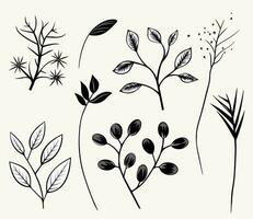 monocromo plantas. hojas, sucursales, floral elementos colocar. contorno botánico ilustración. mano dibujado aislado plantas. vector